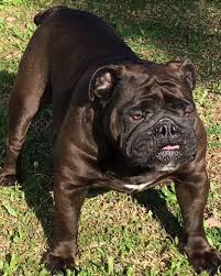 Dogs for sale puppies for sale dog breeders dog wanted dog rescue missing dogs stud dogs advertise / place ad pet scam alerts previous puppies champion bloodline english bulldog pu… we currently have 6 puppies left. English Bulldog Puppy Dog For Sale In Delano California