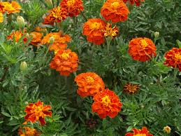 Zinnia peruviana was an altogether ugly sight, a sparsely foliated, rangy plant which produced small flowers zinnia elegans is the ancestral plant from which our modern day zinnias have developed. Marigold Home Garden Information Center