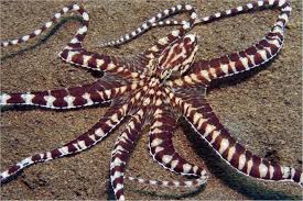 An intuitive experience from the start. Kraken So Verbluffen Sie Die Forschung Geo
