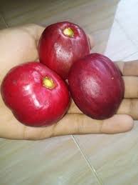 Buahnya berkhasiat menghilangkan gatal (antipruritus) dan 3. Manfaat Buah Mahkota Dewa Dan Efek Sampingnya Info Lif Co Id