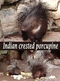 Svečanu sojaru organizira futuristic expo. Watch Indian Crested Porcupine Prime Video