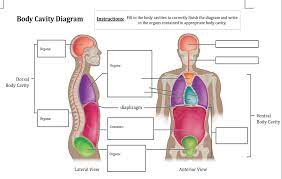 Check spelling or type a new query. Body Cavity Diagram Instructions Fill In The Body Chegg Com