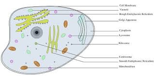 difference between plant cell and animal cell with