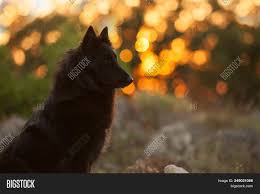 Maybe you would like to learn more about one of these? Big Black Long Haired Image Photo Free Trial Bigstock