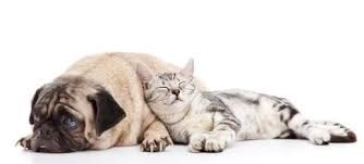 hereen cowen adli kullanicinin cats and dogs pictures panosundaki pin kopek oyuncaklari kedi hayvan haklari