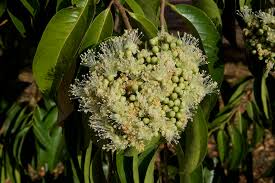Image result for Maranthes
