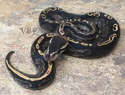 Pin On Nagini