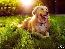 Image result for zlatý retrívr