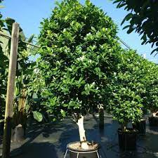 Maybe you would like to learn more about one of these? Ficus Microcarpa Moclame Farm Life Tropical Foliage