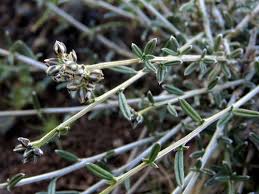 Image result for Limeum