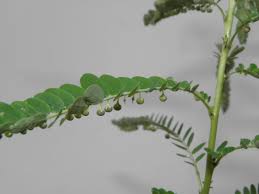 Image result for Phyllanthus amarus