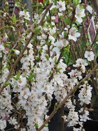 Buy 2 plants for $7 and then use those plants to make cuttings. Prunus Tomentosa Nanking Cherry Flickr
