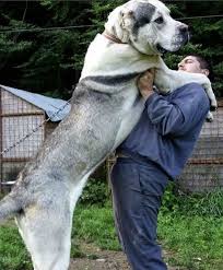 He gave putin a puppy in 2017. Alabai Coa Massive Dog Big Dog Breeds Massive Dogs Giant Dog Breeds