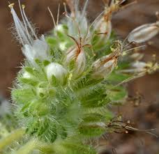 Image result for Polystachya hastata