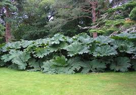 Image result for Gunnera