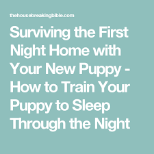 Surviving The First Night Home With Your New Puppy How To Train Your Puppy To Sleep Through The Night New Puppy Training Your Puppy First Night With Puppy
