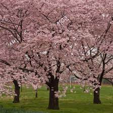 Cherry blossom trees are pink flowering trees that bloom in early spring. Japanese Cherry Blossom Tree For Sale Novocom Top