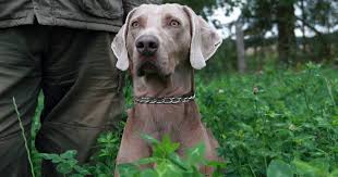 Image result for výmarský krátkosrstý ohař