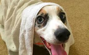 Diy Your Dog S Dandruff Shampoo To Combat Dry Flaky Skin Dog Dandruff Dog Dry Skin Puppy Dandruff