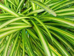 Image result for Anthericaceae