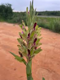 Image result for Disa zombica