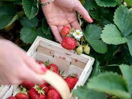 Ich will ein geschenk bekommen. Erdbeeren Pflanzen Was Eignet Sich Besser Fruhjahr Oder Herbst Wohnen