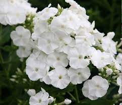 How To Grow Garden Phlox Phlox Care Propagation Garden Phlox Phlox Flowers Flowers Perennials Night Blooming Flowers