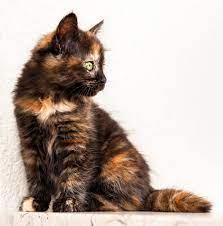 Tortoiseshell cats are not a breed but a color pattern that may occur in almost any type of domestic cat. Tortoiseshell Cat Over 30 Fascinating Facts About Tortie Cats