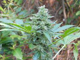 We did not find results for: Northern Lights X Big Bud Auto World Of Seeds Bank Cannabis Strain Info