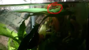 Ember tetras and bettas can definitely live together. Advice On Tankmates Needed Please Betta Fish Forum