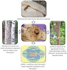 The price of agarwood depends on the grade, origin, and quality of agarwood. Frontiers The Scent Of Stress Evidence From The Unique Fragrance Of Agarwood Plant Science