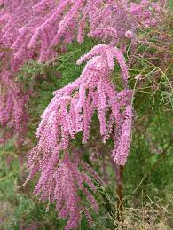 Image result for tamarix ramosissima pink cascade