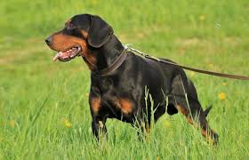 Image result for slovenský kopov