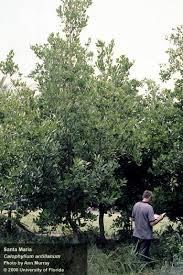 Image result for Calophyllum