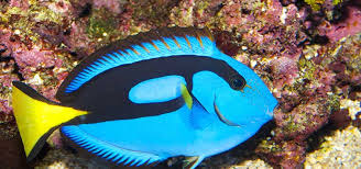 We did not find results for: Blue Tang Care Tropical Fish Hobbyist Magazine