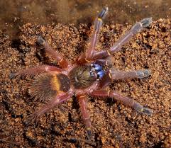 Image result for Fuirena bullifera