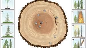 They are shed in late spring as new growth appears. Tree Tree Structure And Growth Britannica