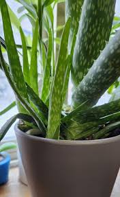 Image result for Aloe rulkensii
