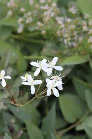 Image result for Clematis recta atropurpurea