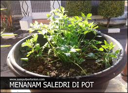 7 manfaat menakjubkan jika mengonsumsi seledri tiap malam. Cara Menanam Seledri Di Pot Atau Polybag Dengan Mudah