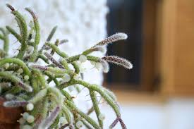 Image result for Rhipsalis