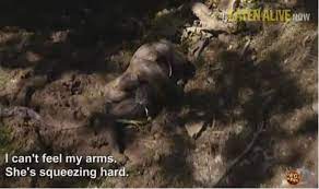 Man Eaten Alive By Anaconda Watch Full Video Of Paul Rosolie Eaten By Giant Snake On Discovery Channel India Com