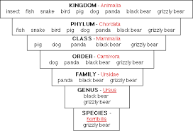 Classification Interdependence Of Life