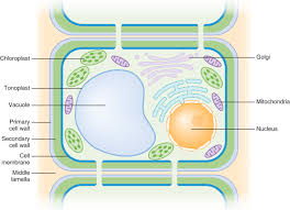 This is essential to plants as it gives them the cell plate that is molded during cell division is developed into lamellum or the middle lamella. Welcome To Edusphere