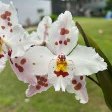 Image result for Microglossa densiflora