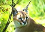 Animal diversity web (adw) is an online database that collects the natural history, classification, species characteristics, conservation biology, and distribution information on thousands of species of animals. Adw About Us