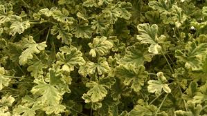 Image result for Geranium vagans