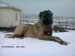 disi kangal yavrusu kangal kopegi kopek akbas