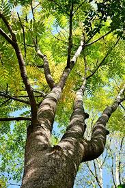 Image result for Canarium