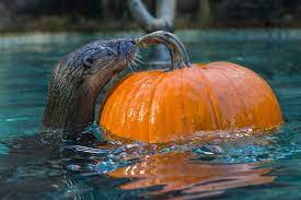 Otters And Monkeys Playing With Pumpkins Together Because Friday San Diego Zoo Otters Zoo Animals